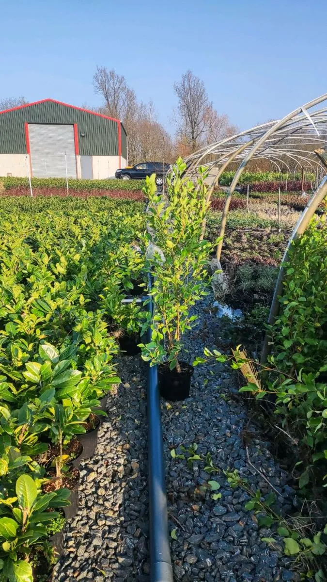 Potted Beech Trees/Hedging 20 euro - Image 3