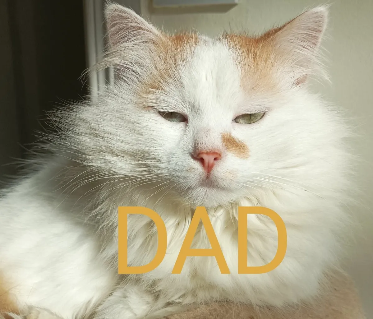 Turkish Van mix Persian kittens - Image 3