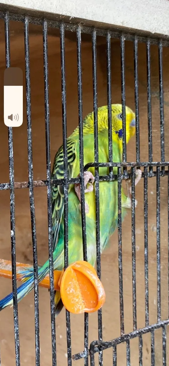 10 Budgies - Image 4
