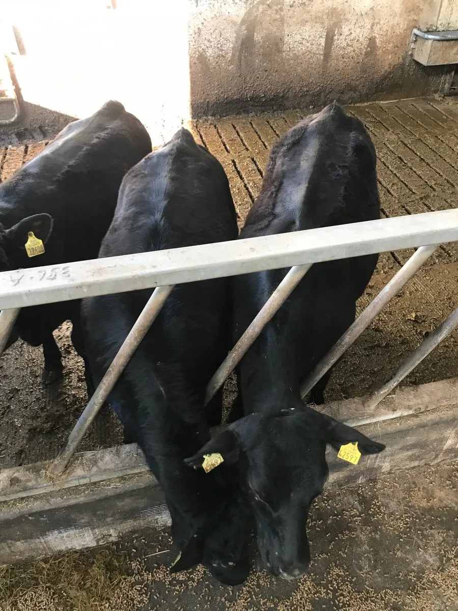 6 AA heifers 340kgs - Image 3