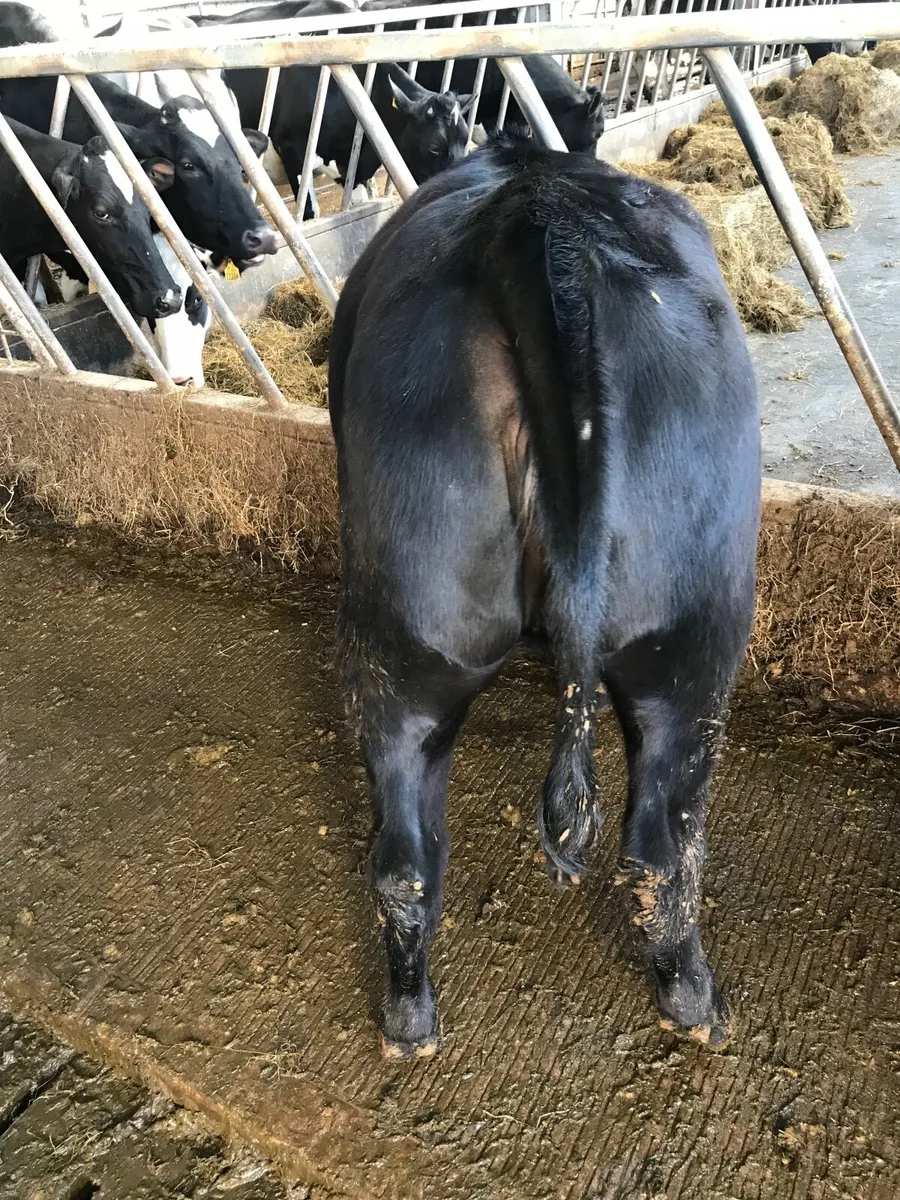 6 AA heifers 340kgs - Image 2