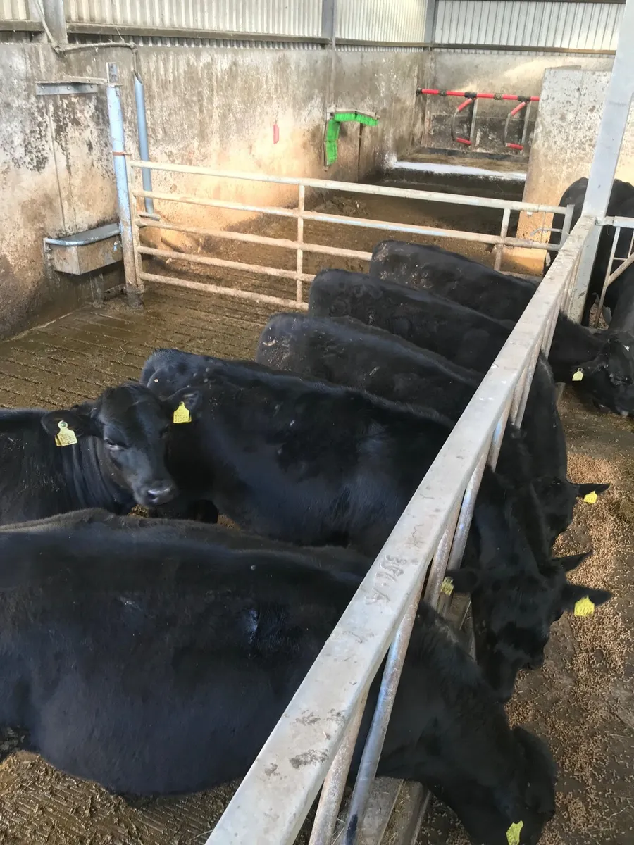 6 AA heifers 340kgs - Image 4
