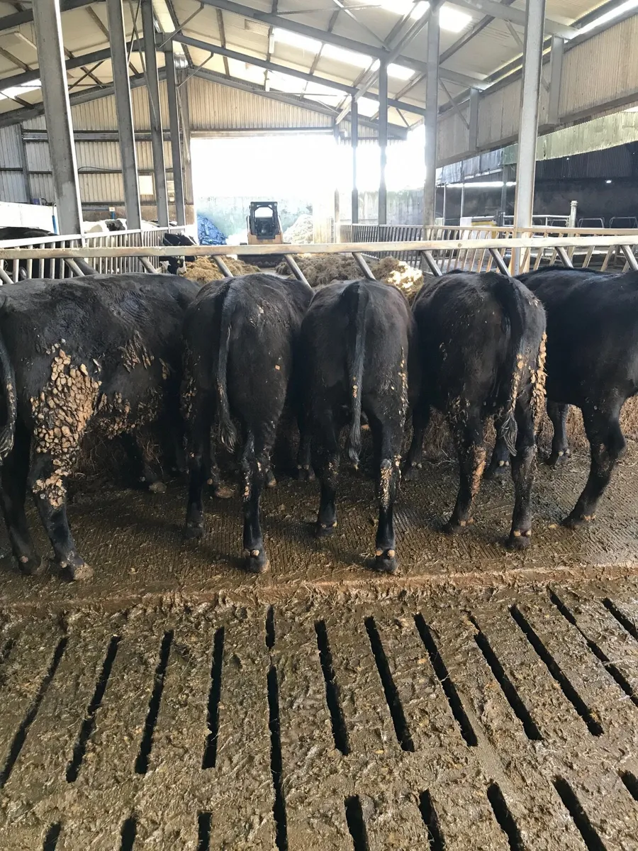 6 AA heifers 340kgs - Image 1
