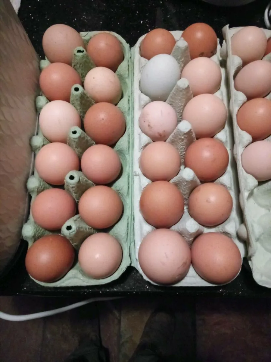 Chick's and hatching eggs. - Image 1