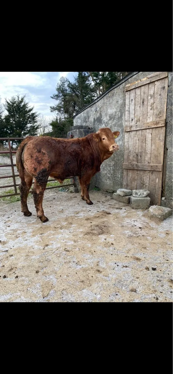 Purebred limousin bull - Image 1