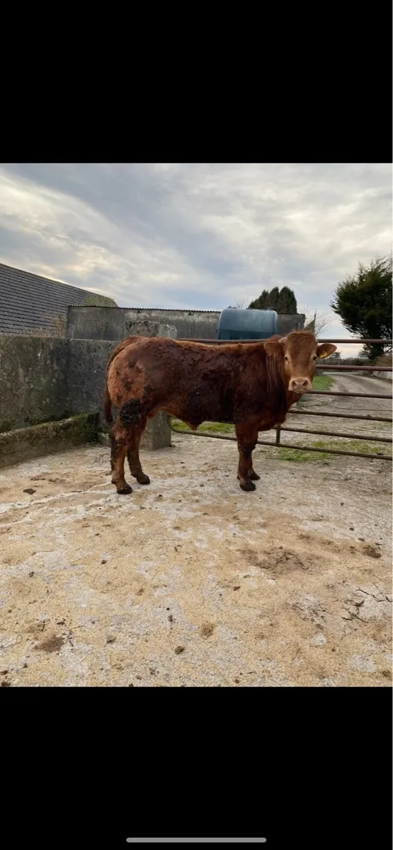 Purebred limousin bull - Image 3