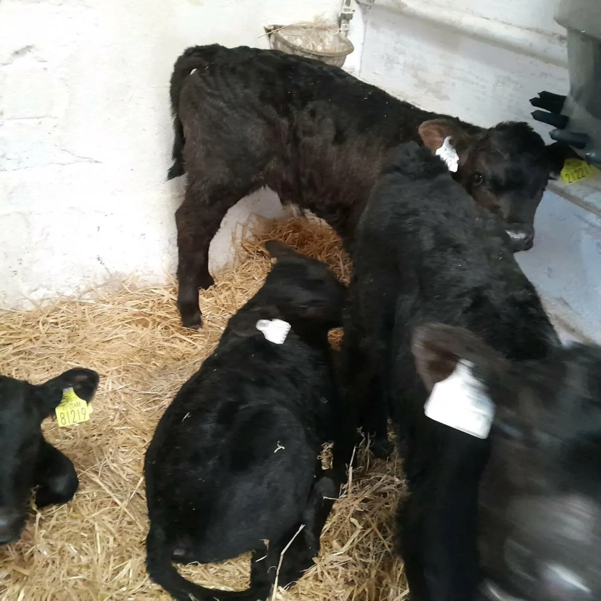 Charolais and Aberdeen Angus Calves - Image 2