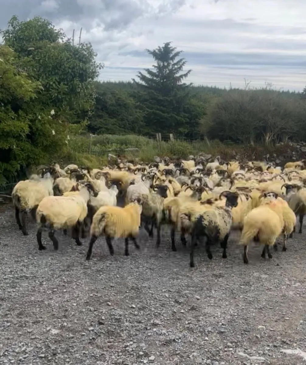 Sheep shearing