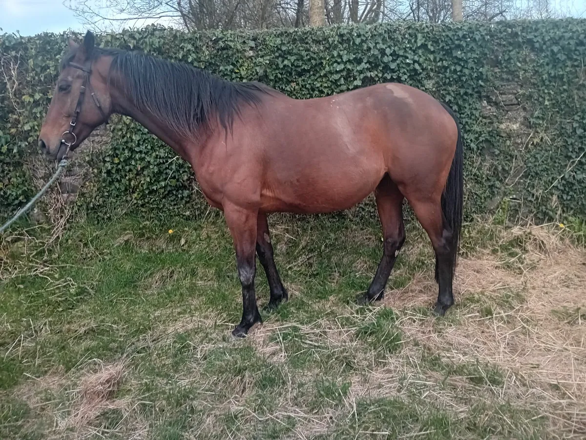 Mare in foal(covering fee paid) - Image 4