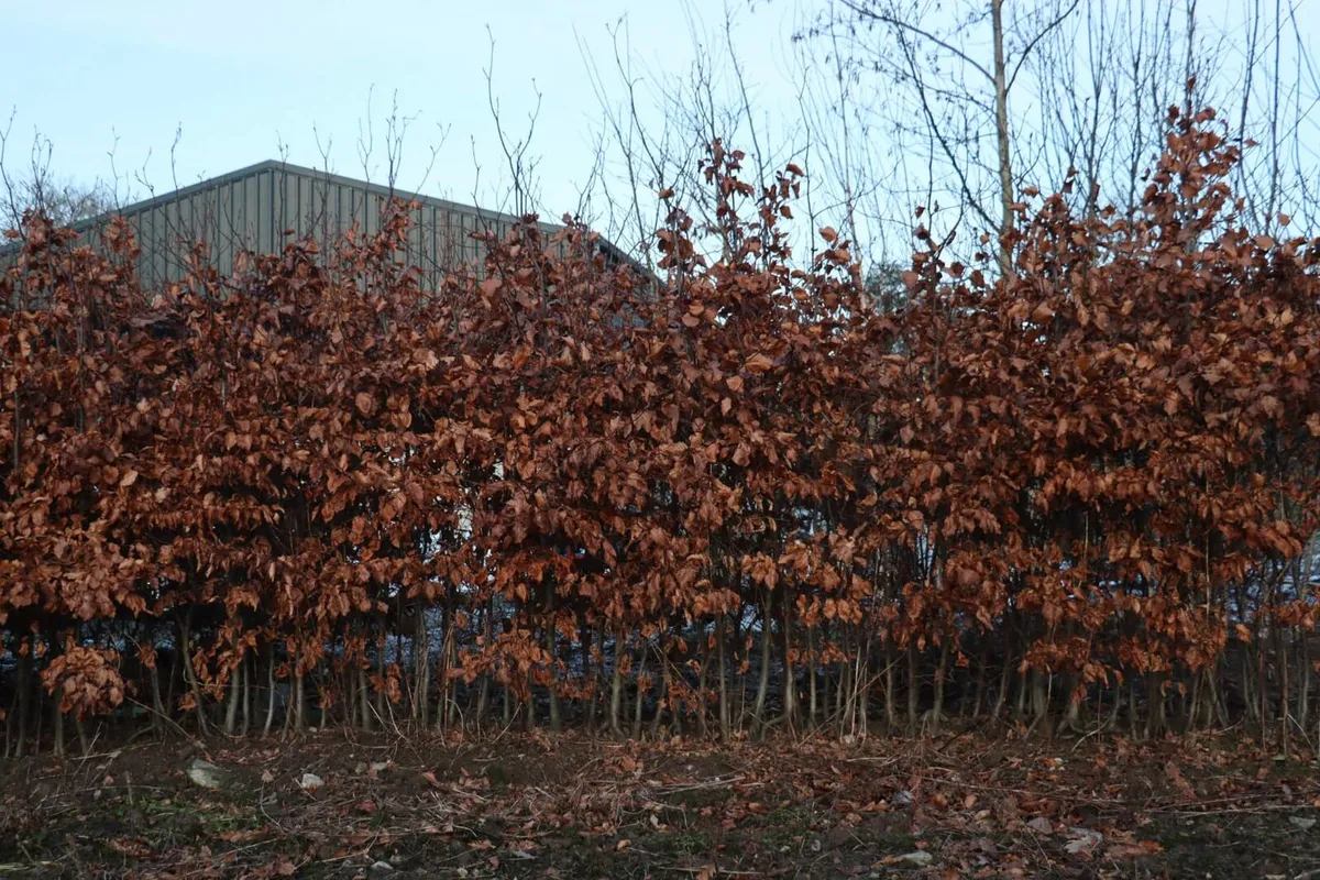 Copper beech free delivery - Image 2