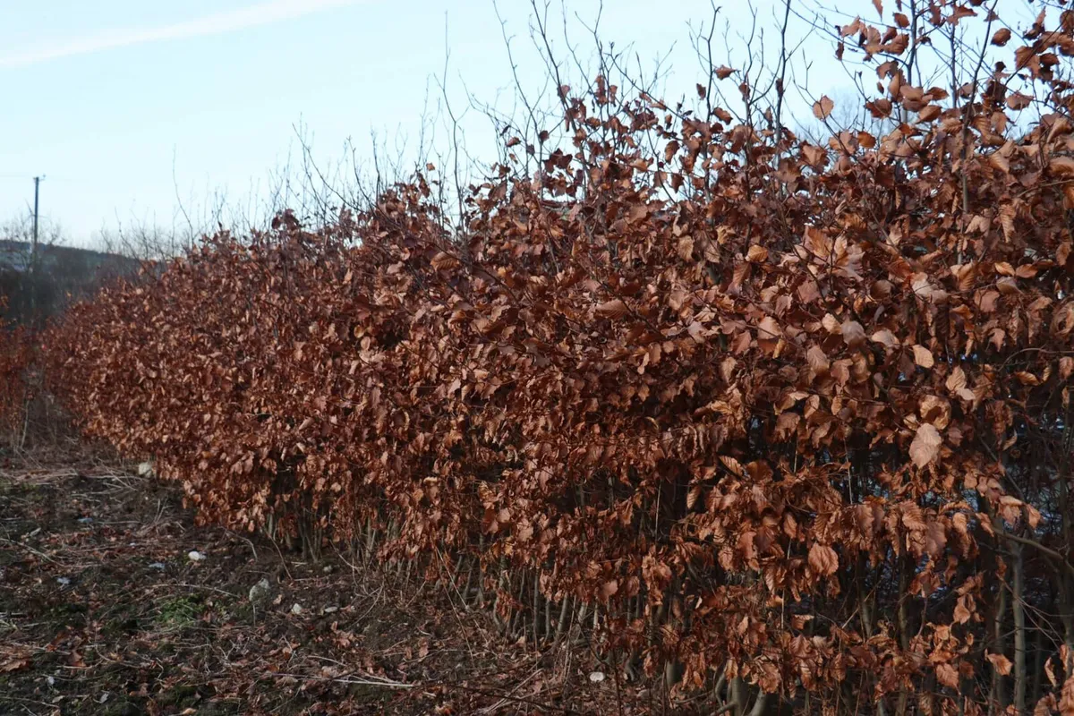 Copper beech free delivery - Image 3