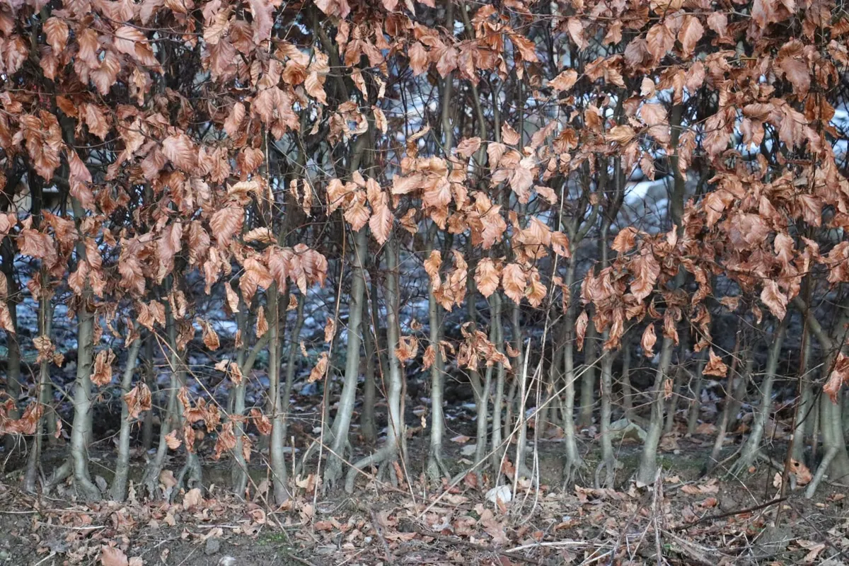 Copper beech free delivery - Image 4