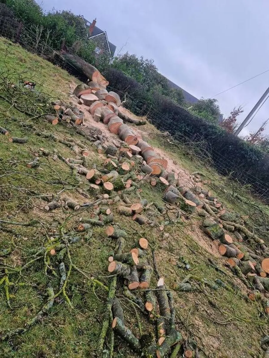 tree -logs-wood - Image 2