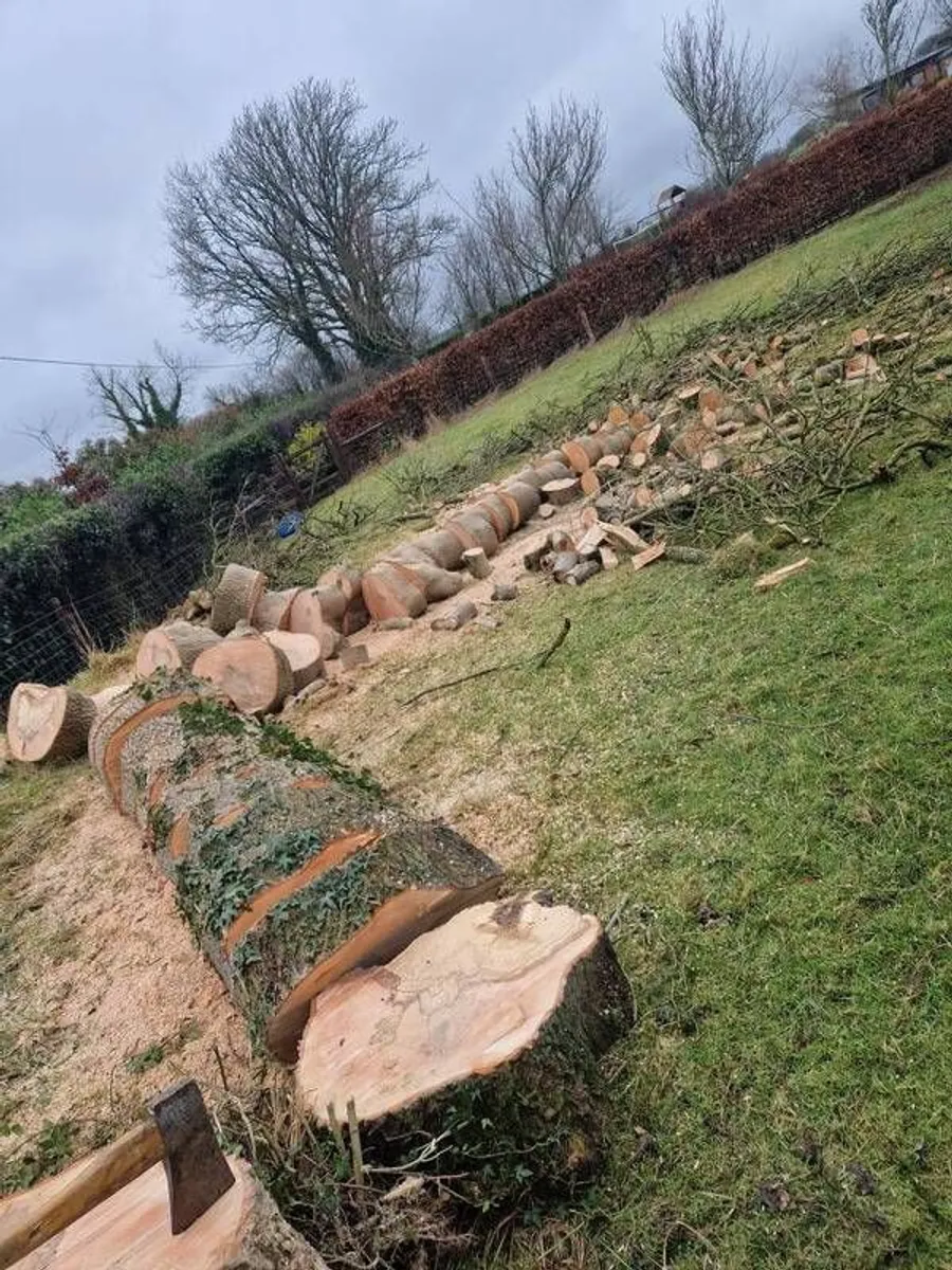 tree -logs-wood - Image 3