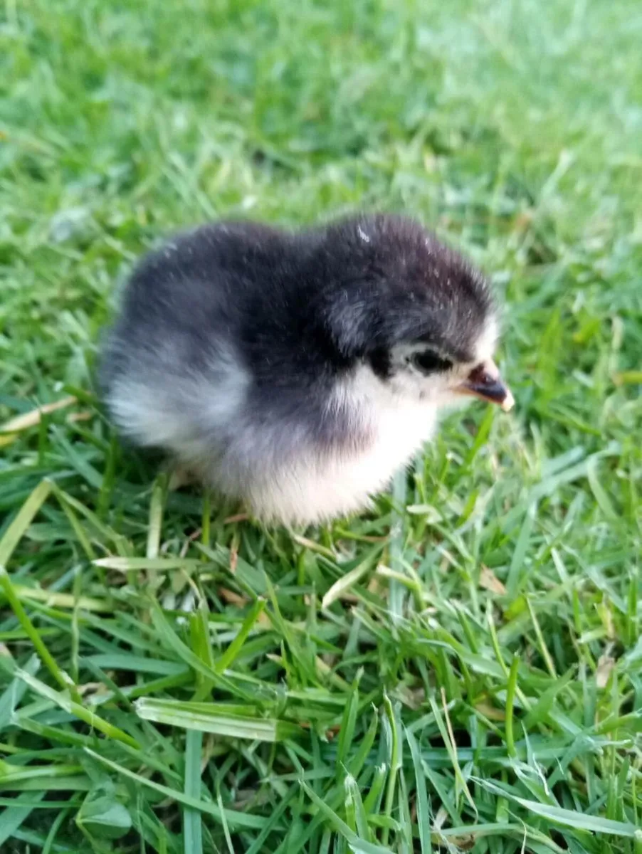 Hatching eggs and chicks - Image 2