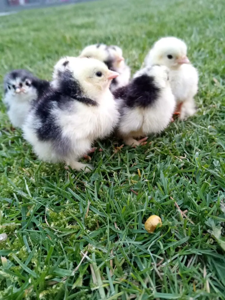 Hatching eggs and chicks - Image 1