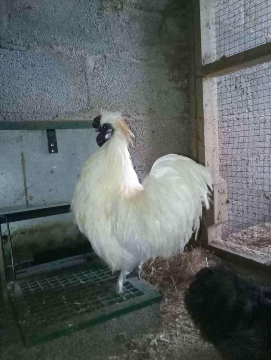 Hatching eggs and chicks - Image 3