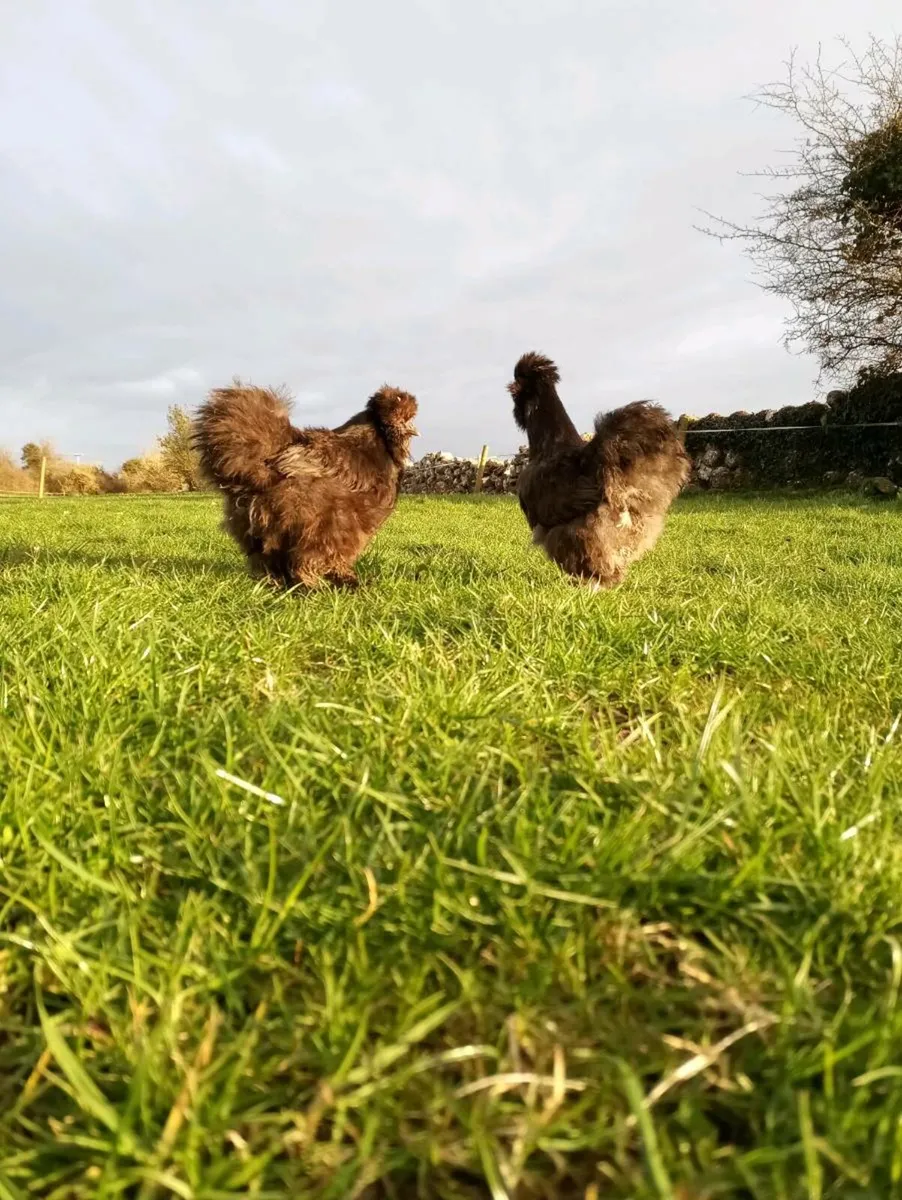 Hatching eggs and chicks - Image 4