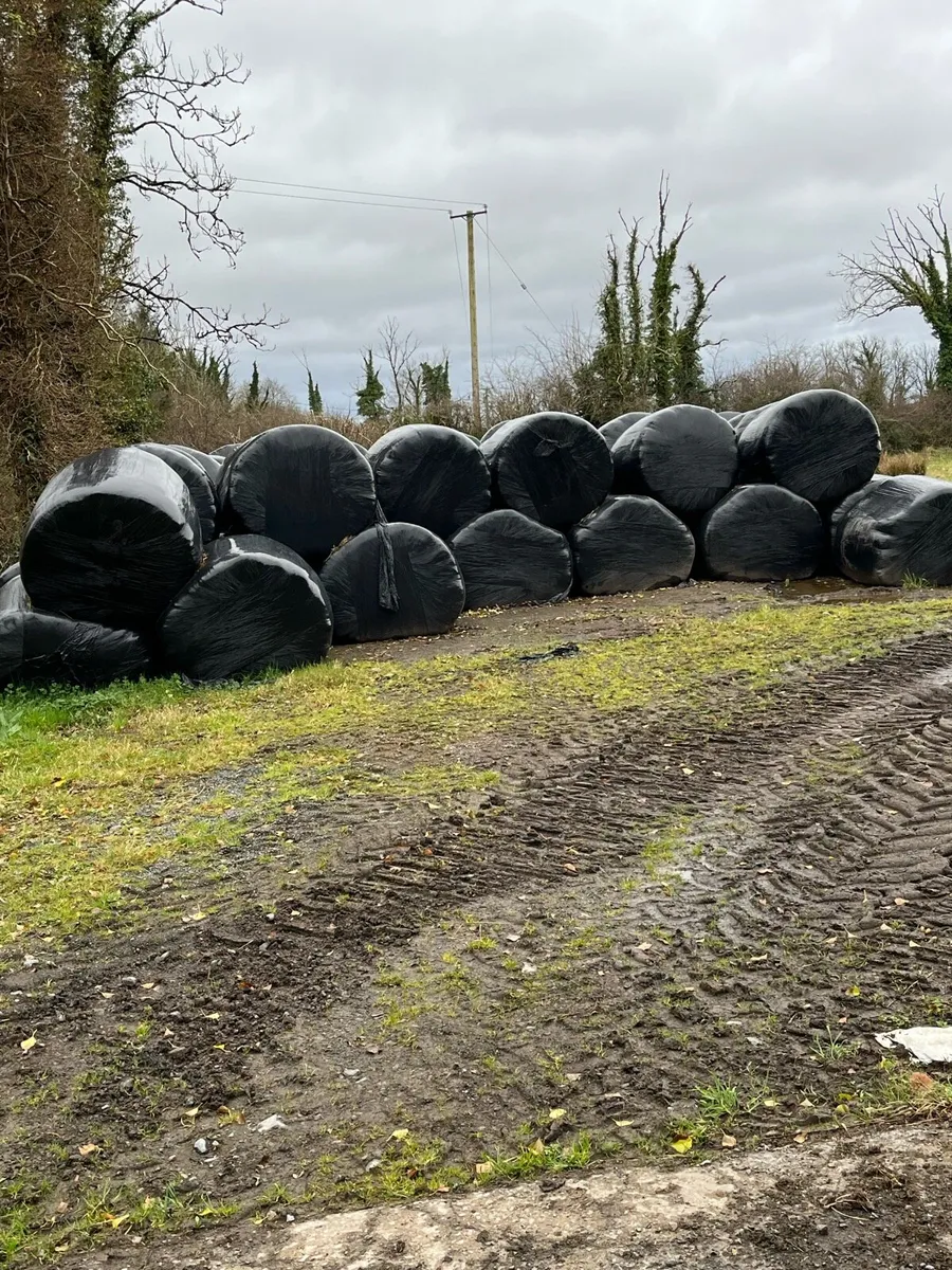 Silage - Image 2