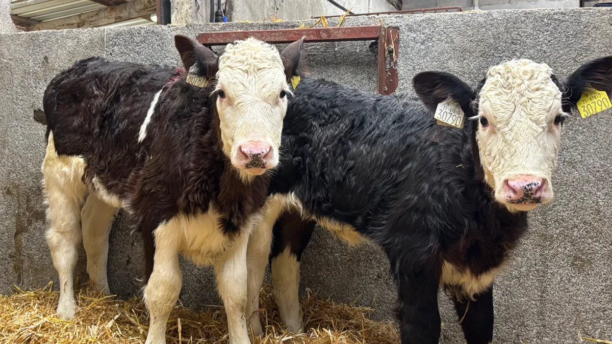 ⭐️ 2 Powerful Once A Day HEX Heifers ⭐️ - Image 4