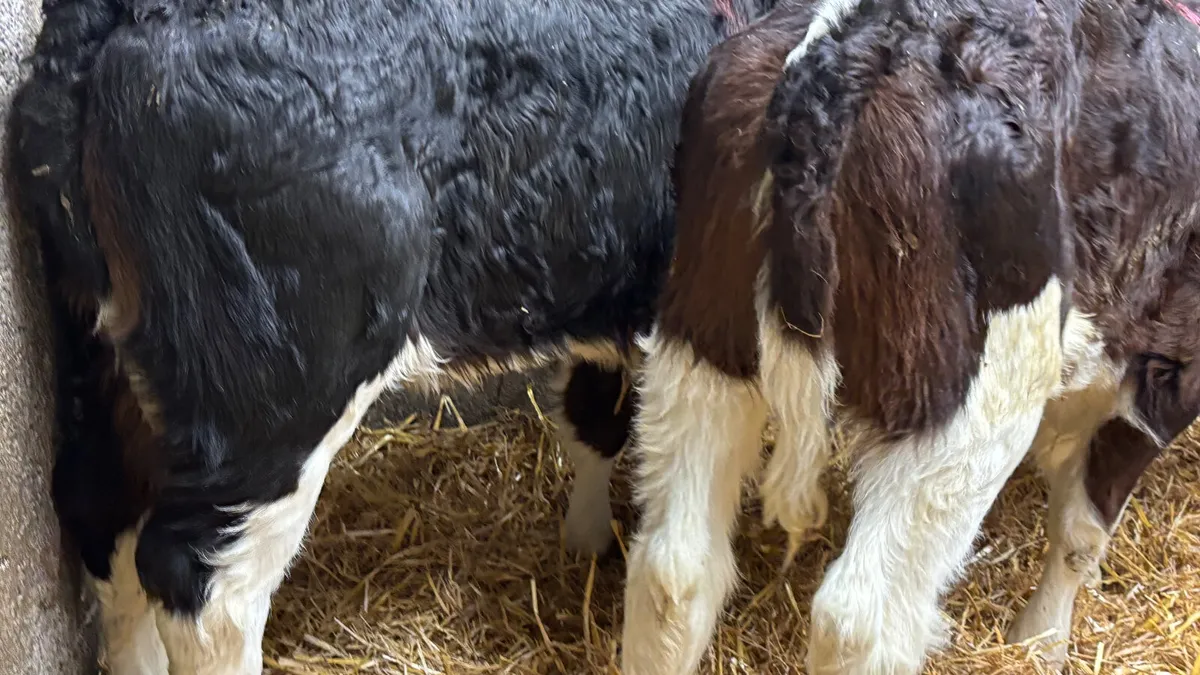 ⭐️ 2 Powerful Once A Day HEX Heifers ⭐️ - Image 2