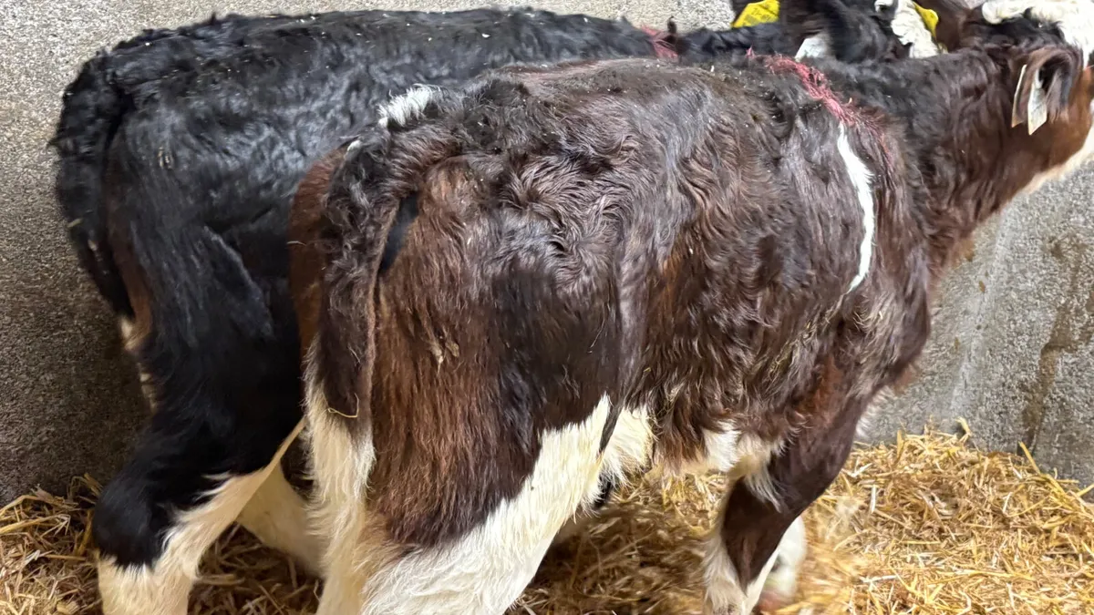 ⭐️ 2 Powerful Once A Day HEX Heifers ⭐️ - Image 3