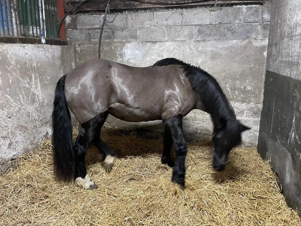 14.2h all rounder mare for sale - Image 4