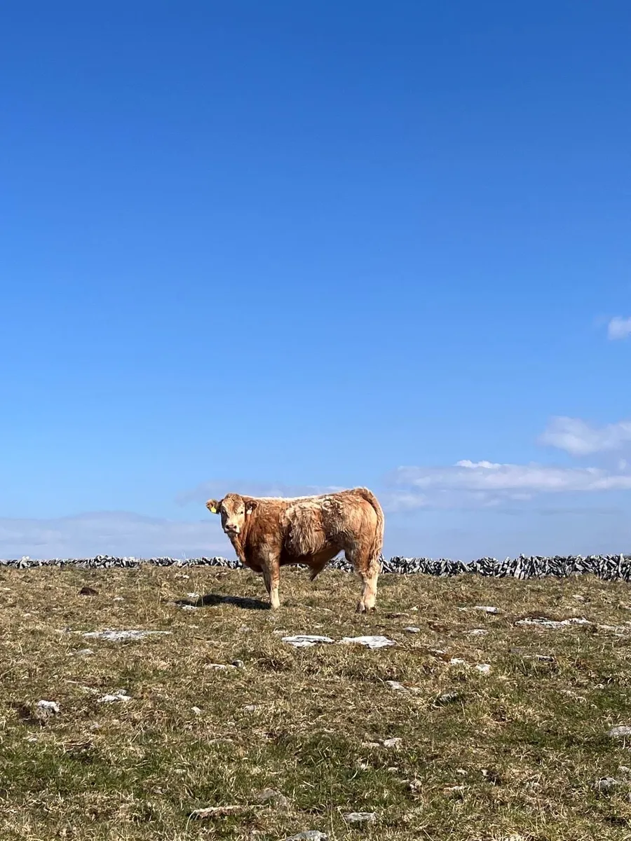 Cattle - Image 2
