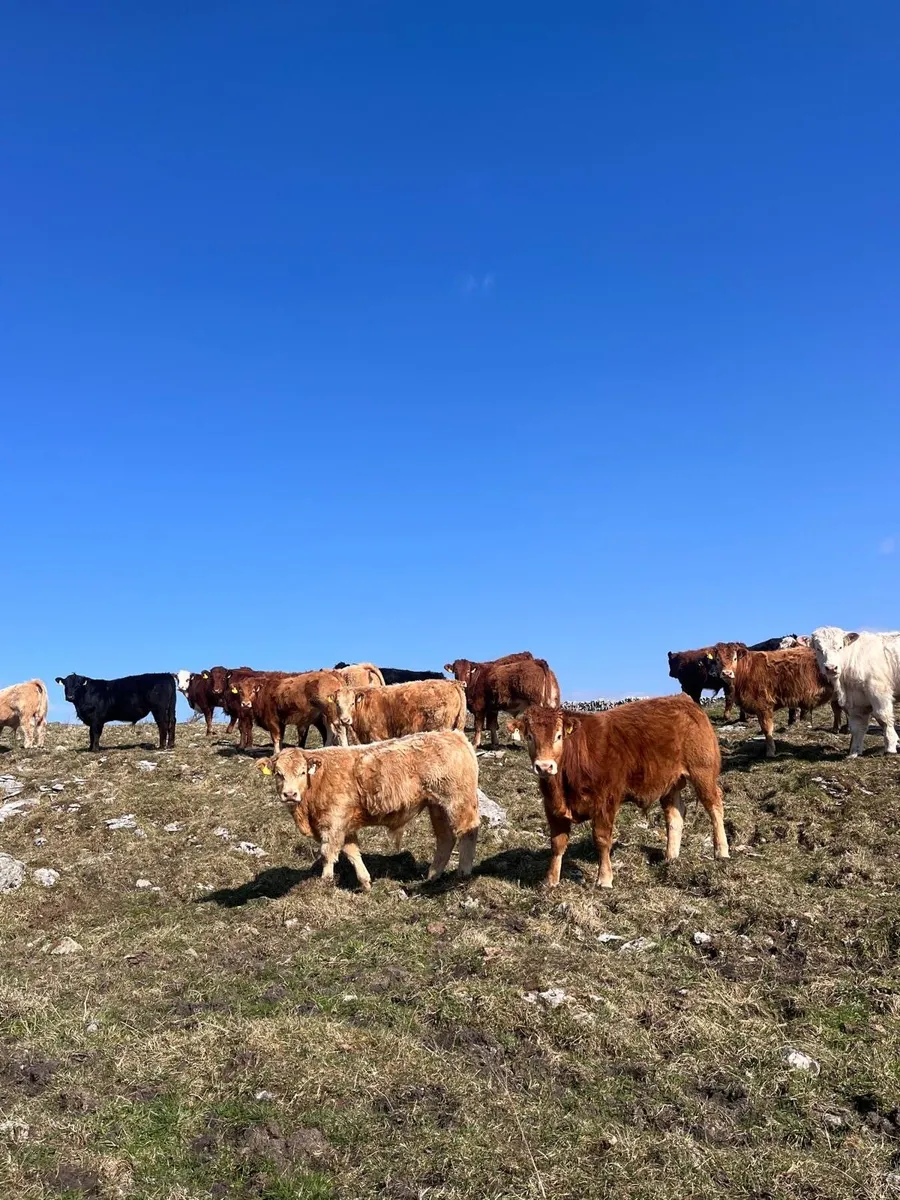 Cattle - Image 3