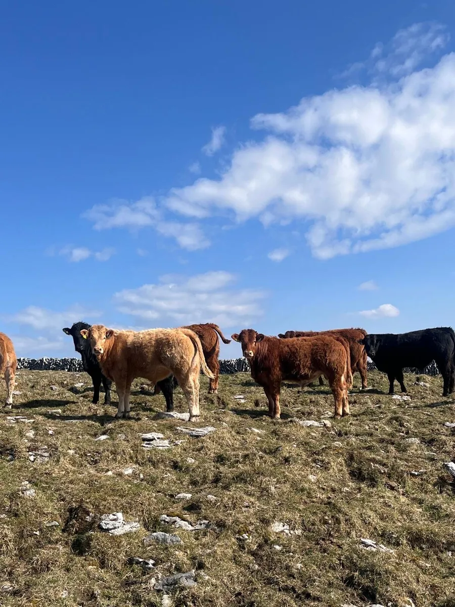 Cattle - Image 4