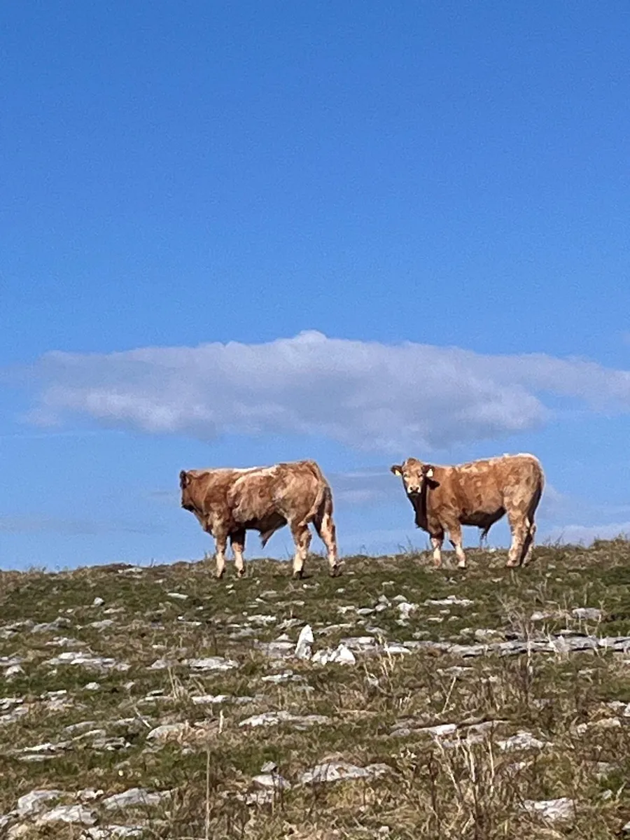 Cattle - Image 1