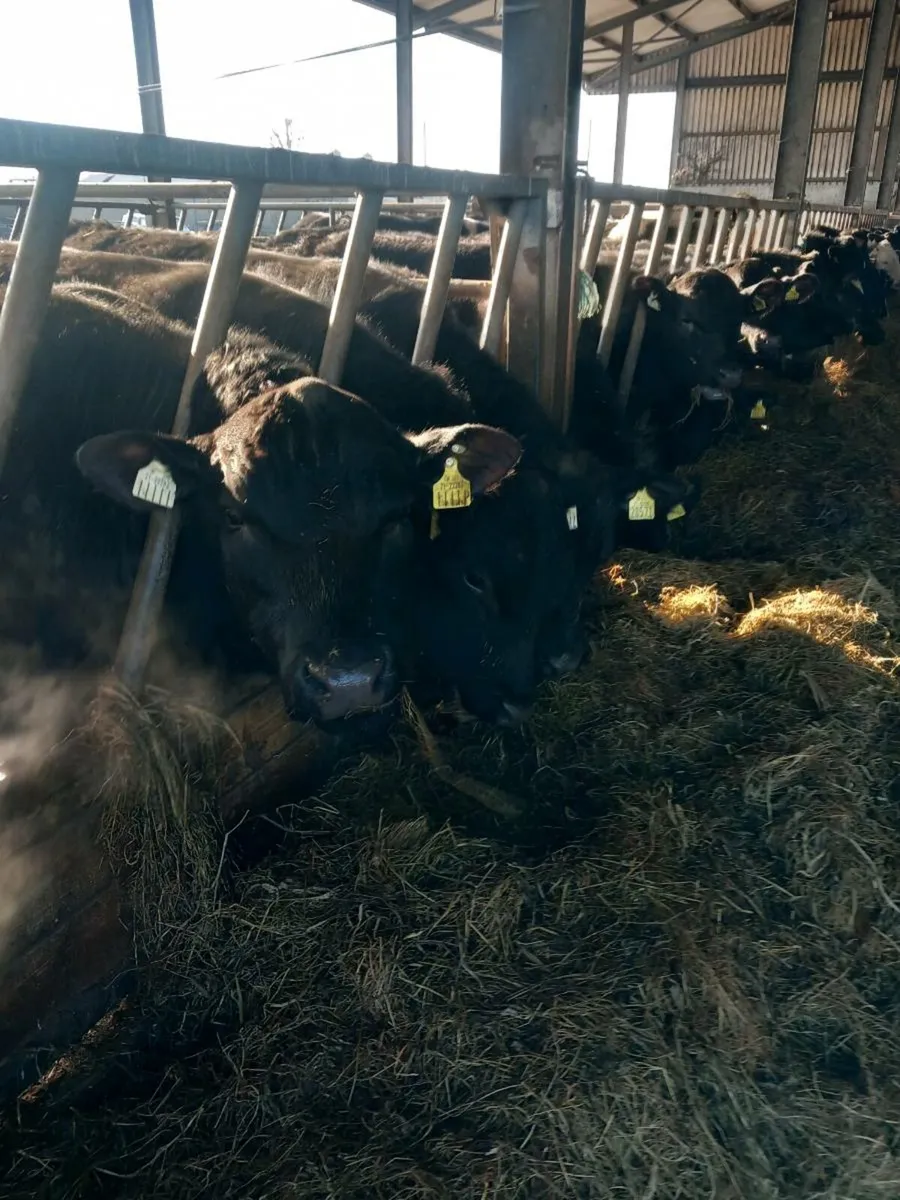 Angus bulls - Image 1