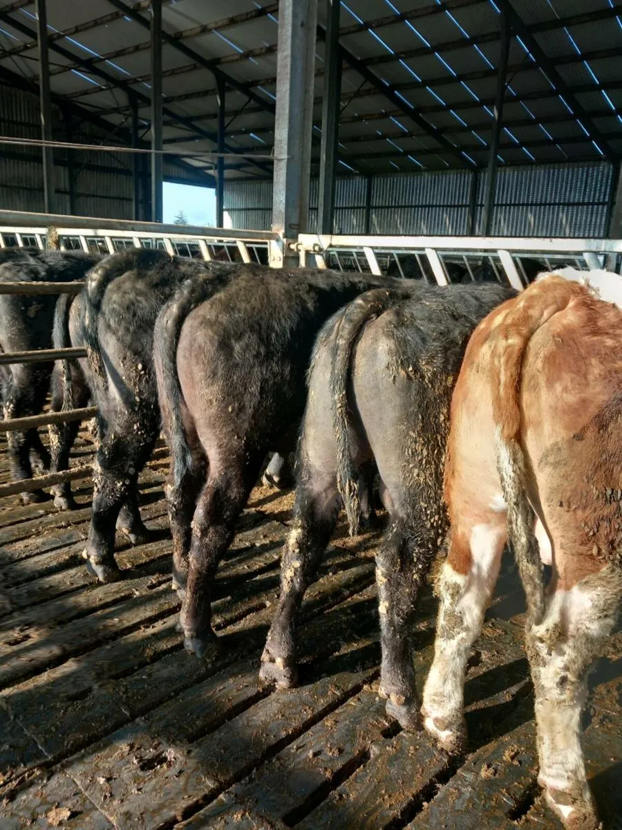 Angus bulls - Image 2