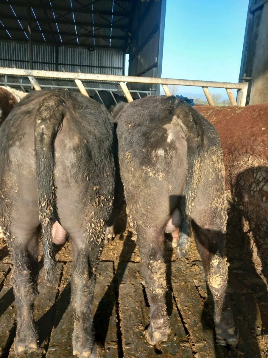 Angus bulls - Image 3