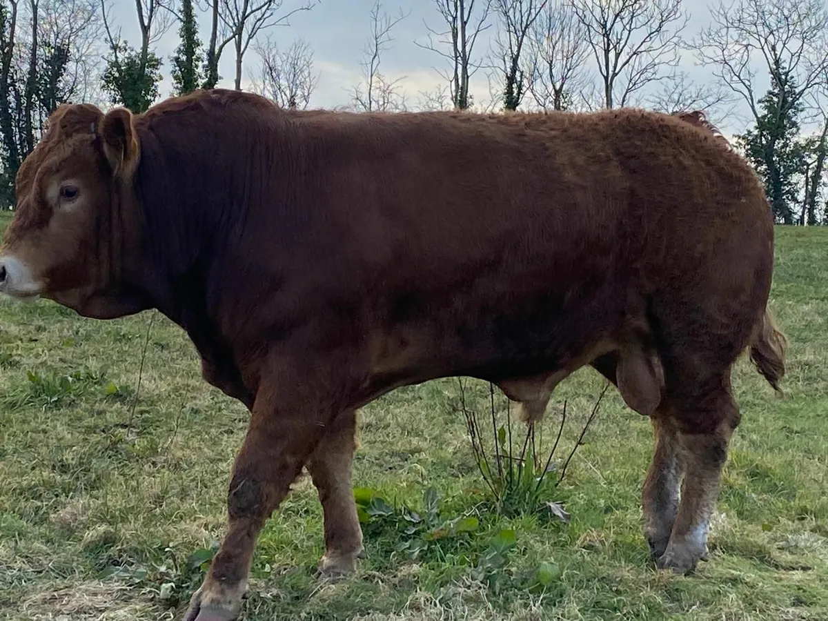 Limousin Bull - Image 1