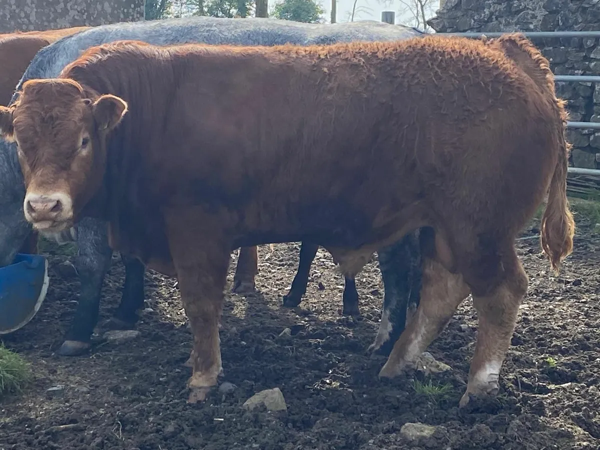 Limousin Bull - Image 2