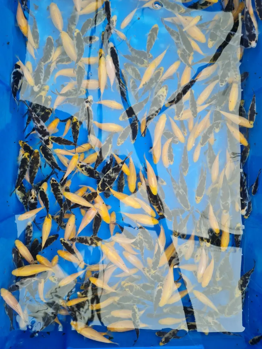 Koi for sale - Image 4