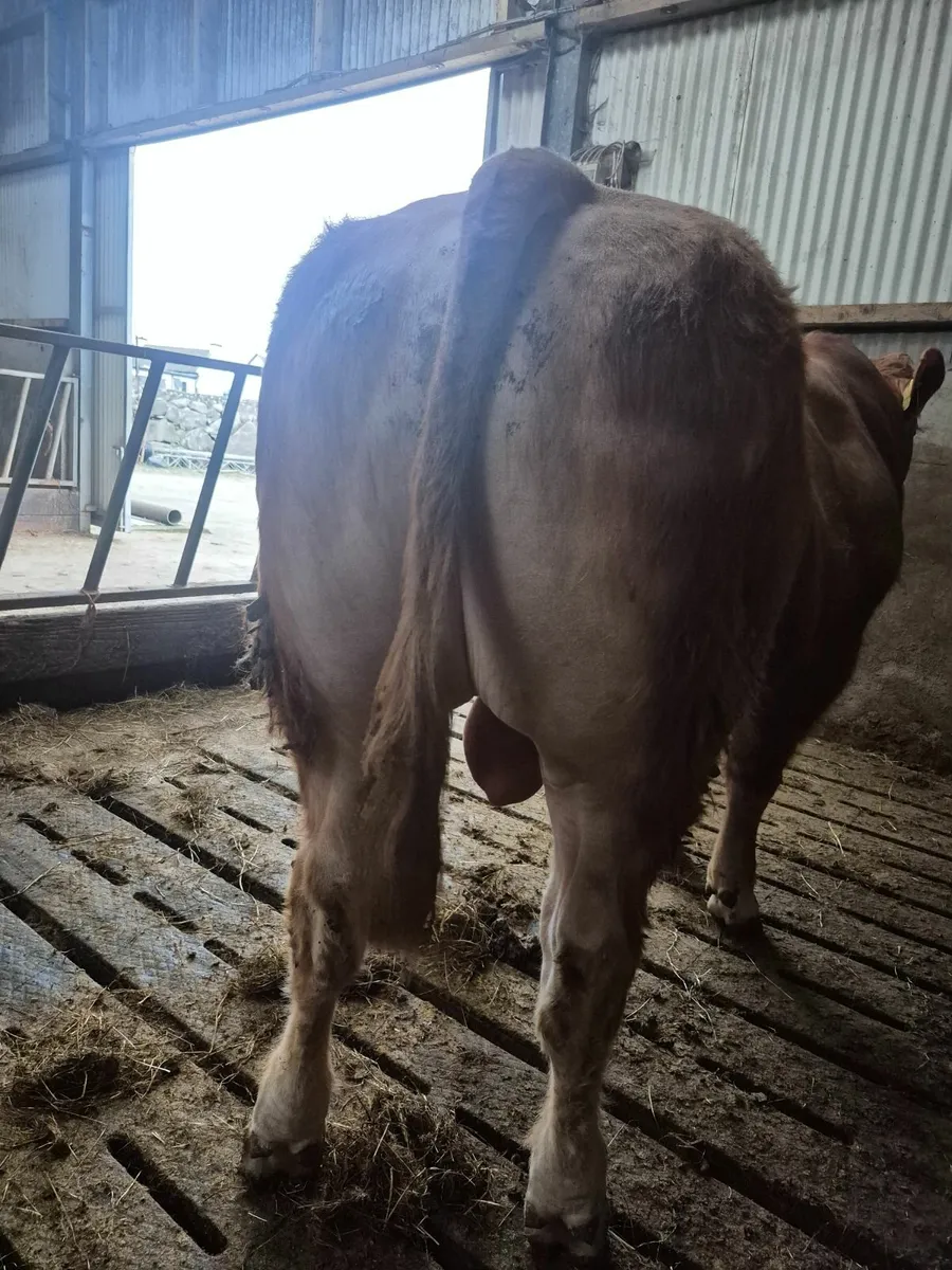 Bull and Heifers - Image 3