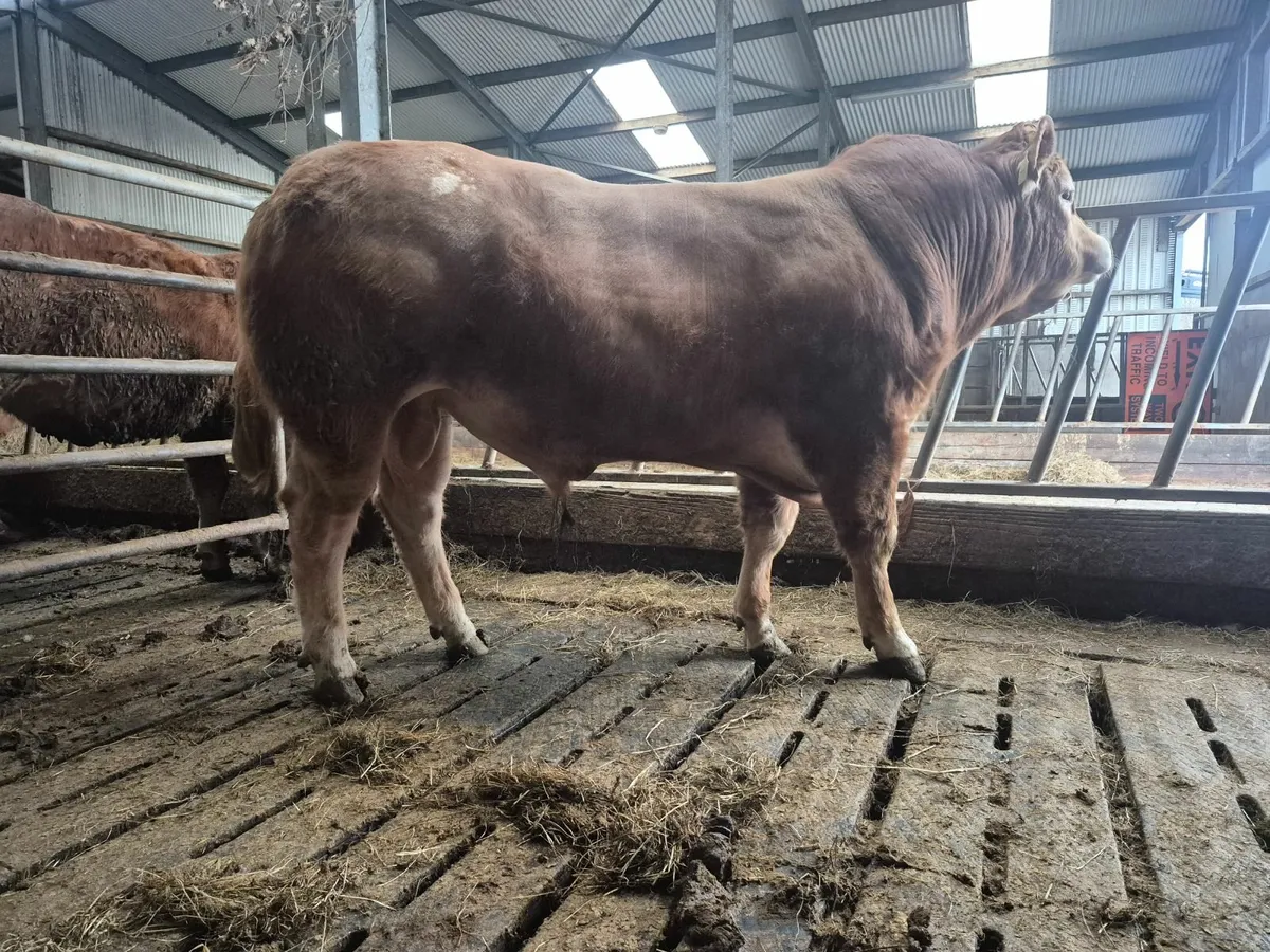 Bull and Heifers - Image 2
