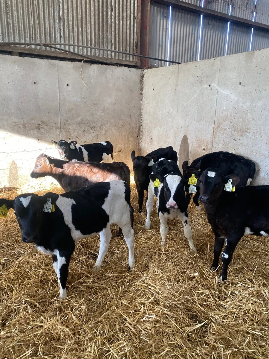 Heifer calves - Image 1