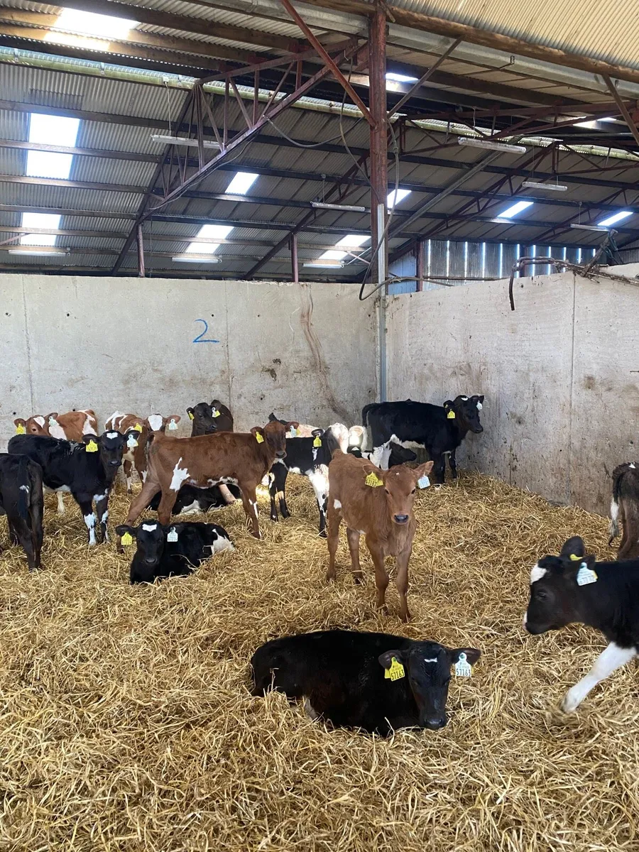 Heifer calves - Image 2