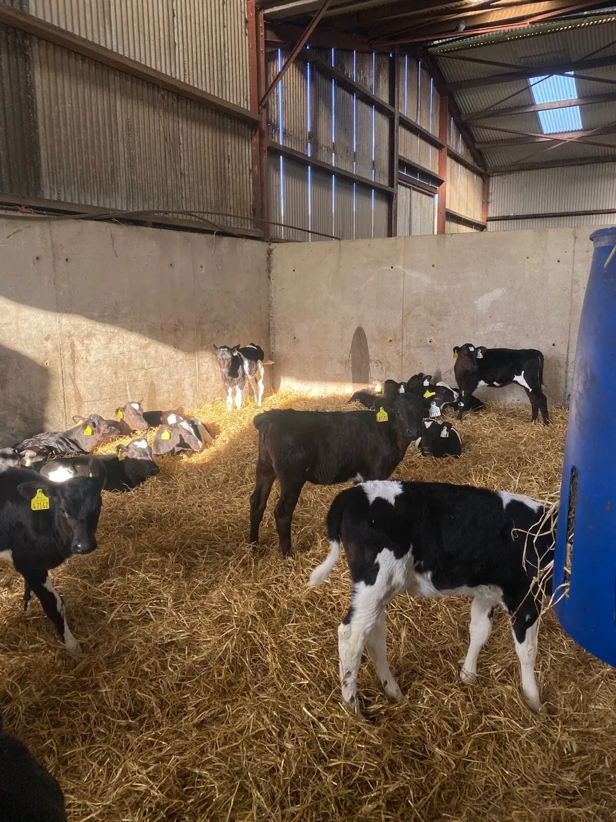 Heifer calves - Image 3
