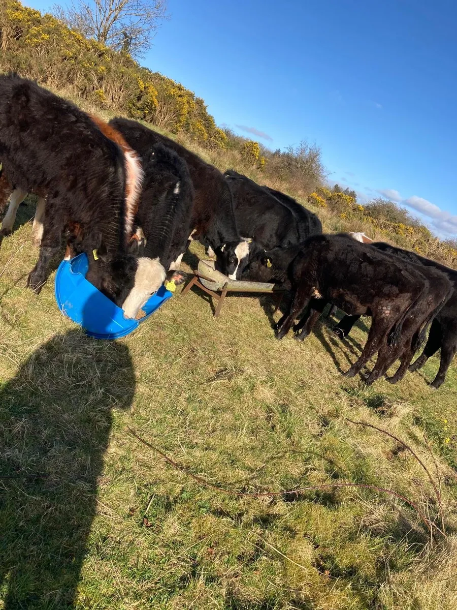 Weanlings for sale - Image 2