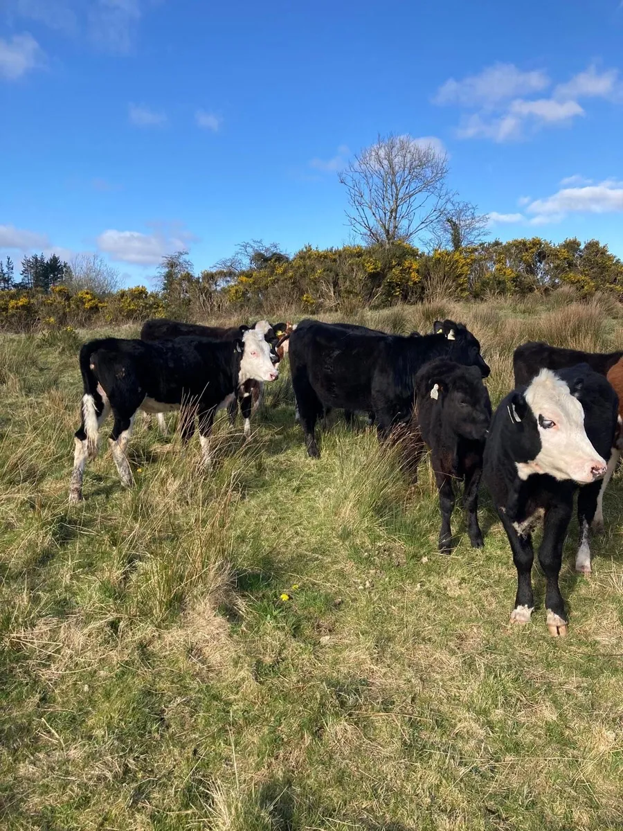 Weanlings for sale - Image 3