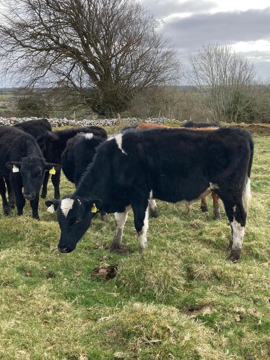 Weanlings for sale - Image 4