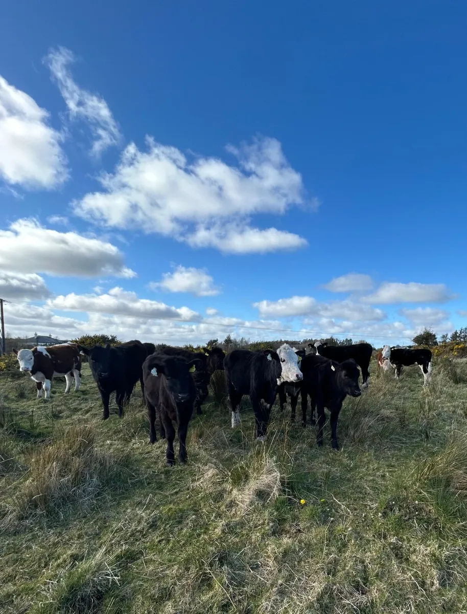 Weanlings for sale - Image 1