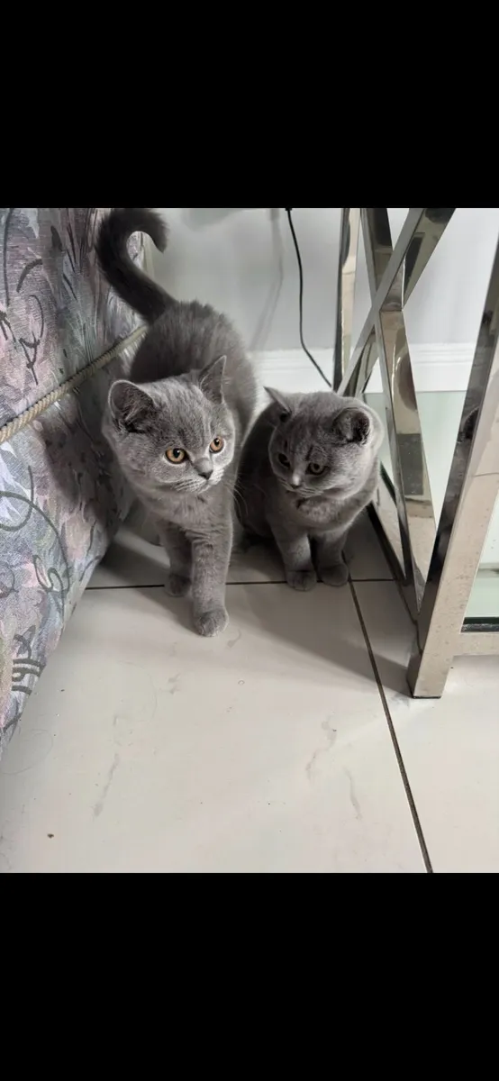 British Shorthair kittens TICA registered - Image 1