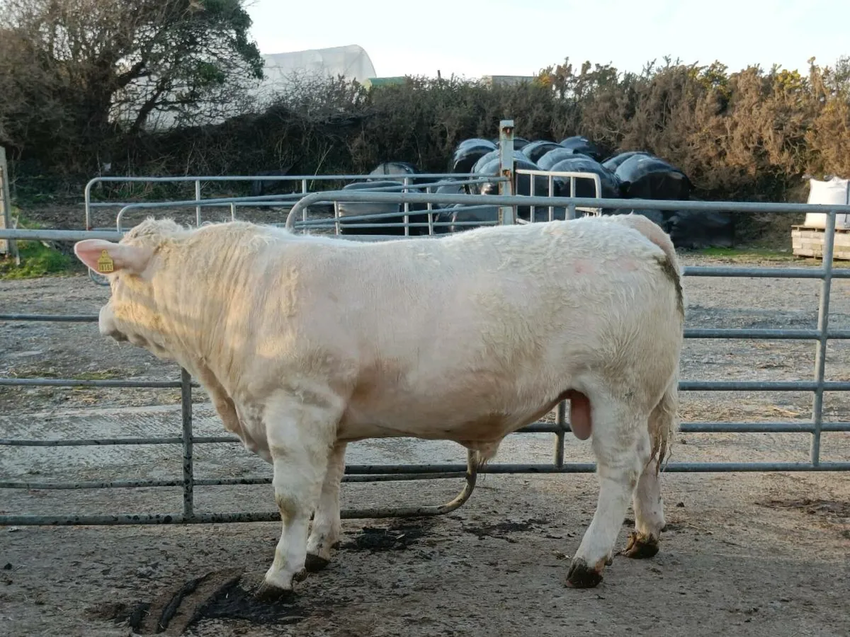 CHAROLAIS BULL - Image 2