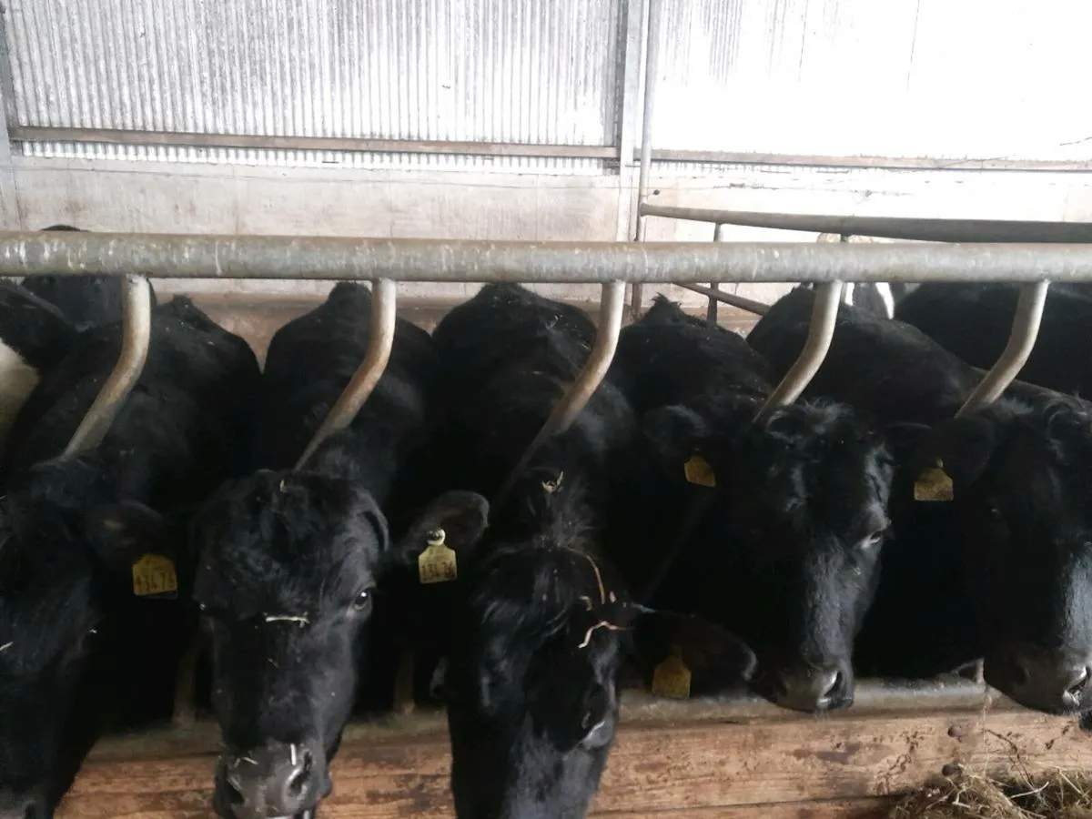 Feeding cows bullocks,required farmer buyer - Image 1
