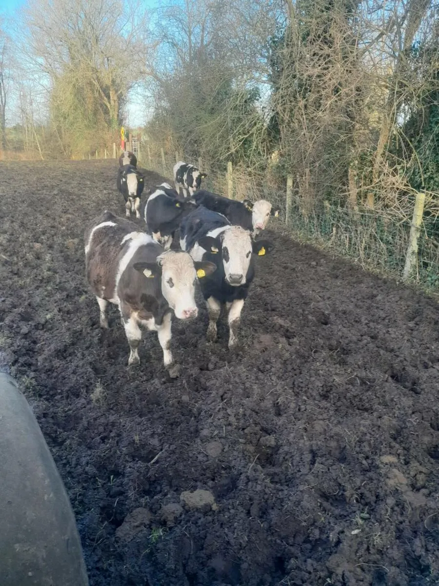 Feeding cows bullocks,required farmer buyer - Image 2
